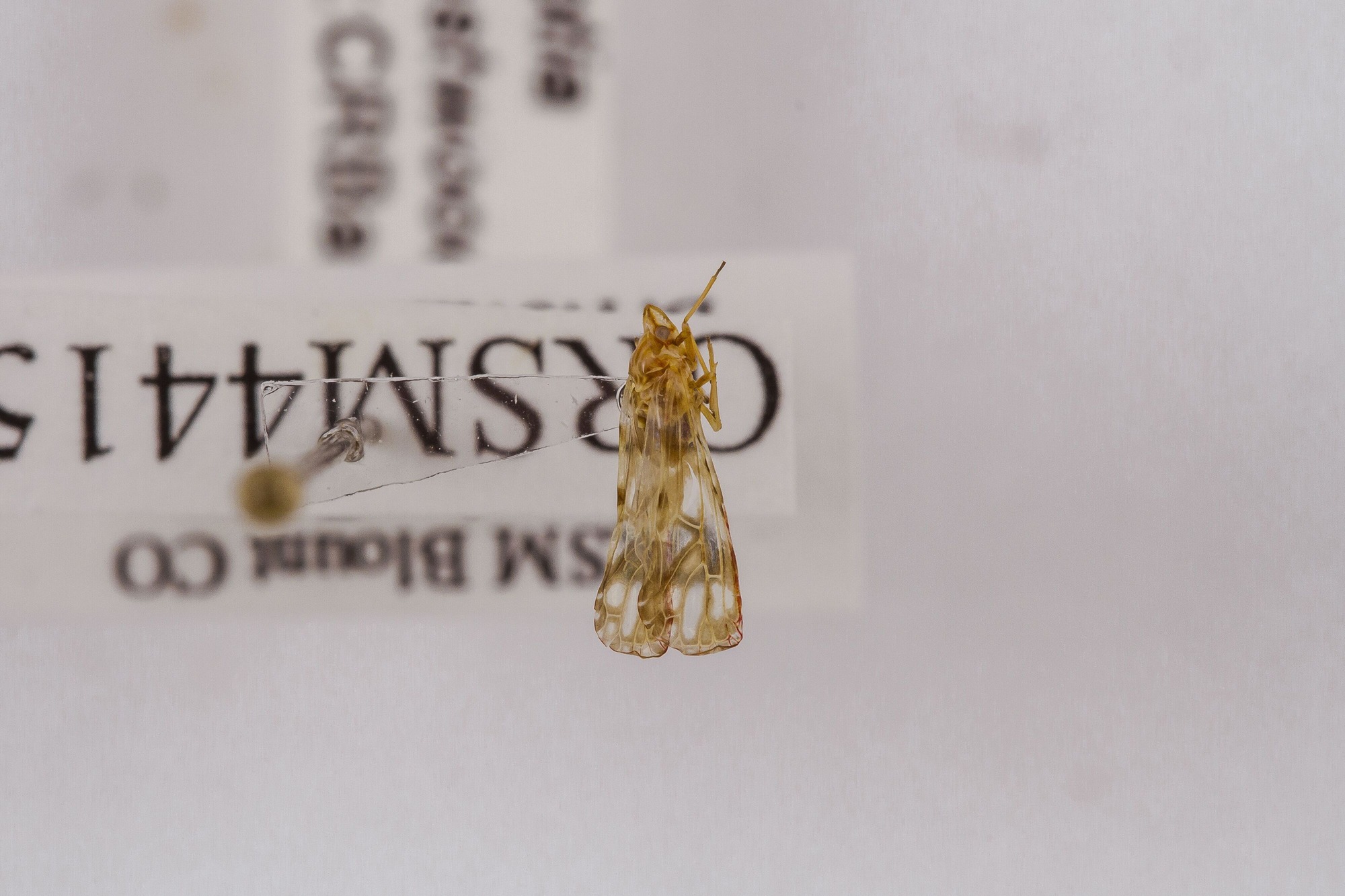 Image of Anotia westwoodii, a species of Animalia