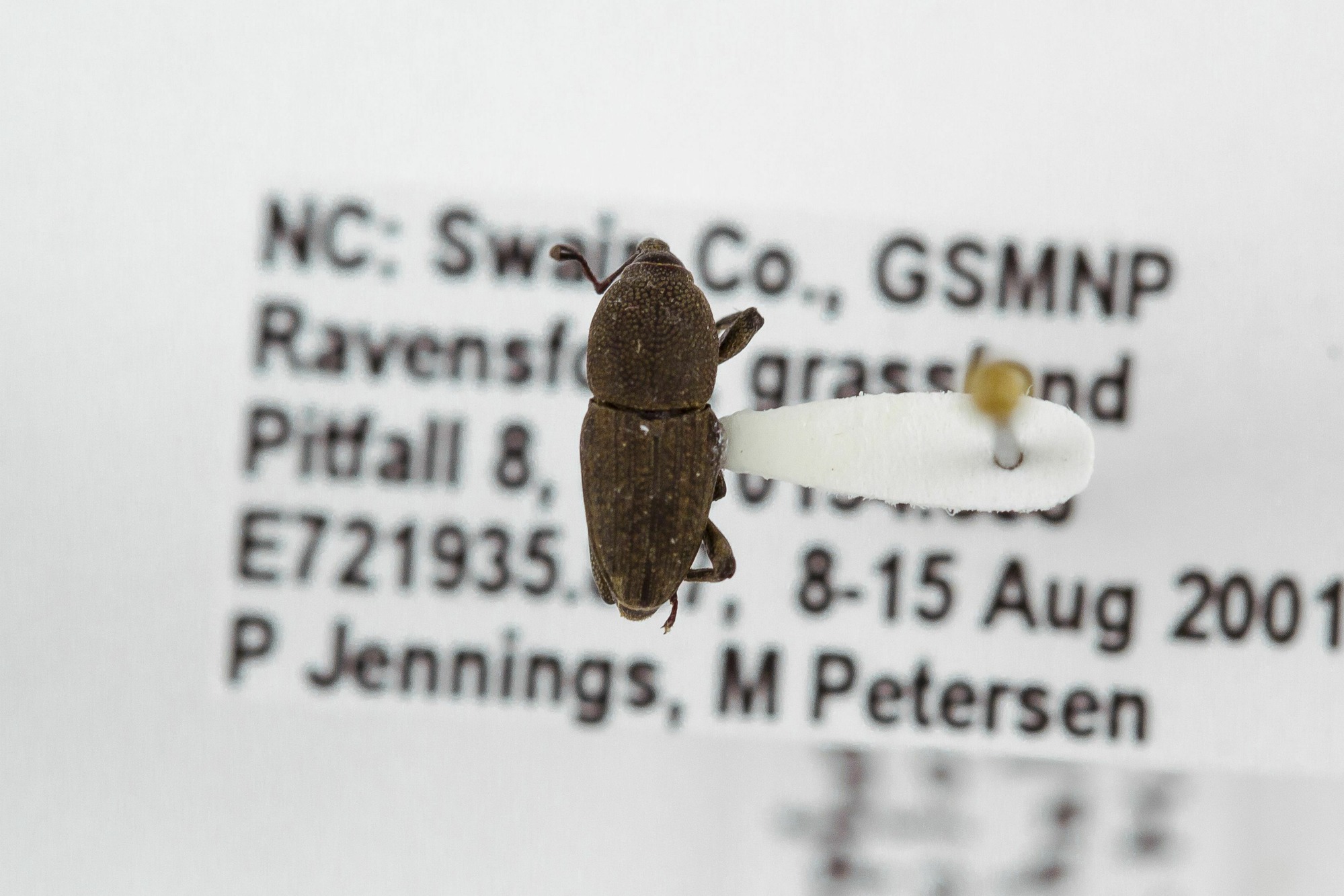 Image of Sphenophorus parvulus, a species of Animalia