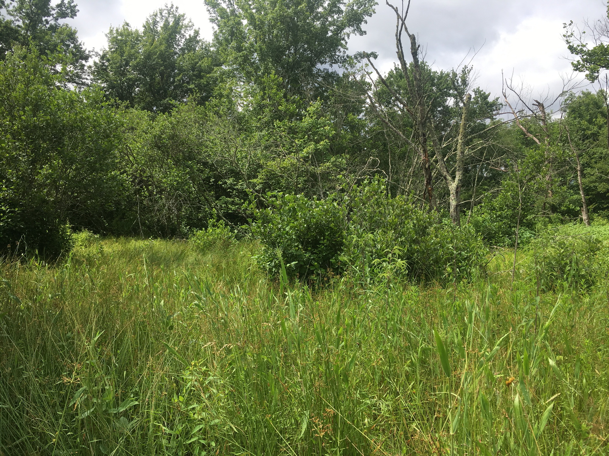 GRSM Accuracy Assessment. Plot Code: GRSM_AA_0670_4