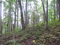 GRSM Accuracy Assessment. Plot Code: GRSM_AA_0607_6