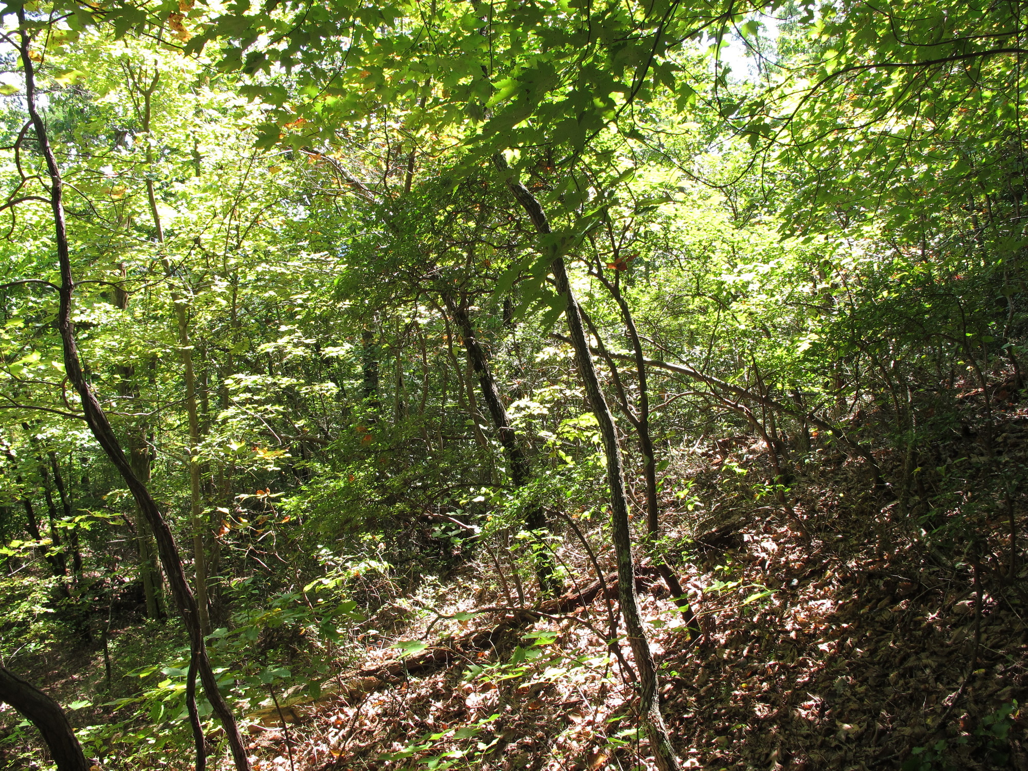 GRSM Accuracy Assessment. Plot Code: GRSM_AA_0460_4