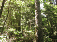 Plot Code: GRSM_AA_0498_6