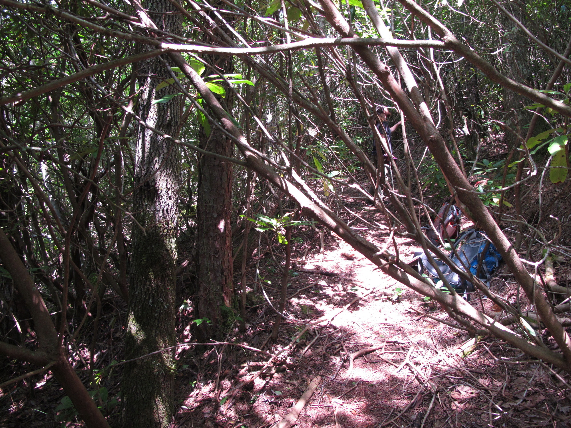 GRSM Accuracy Assessment. Plot Code: GRSM_AA_0367_2