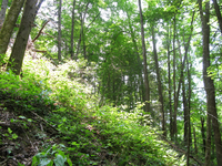 GRSM Accuracy Assessment. Plot Code: GRSM_AA_0974_4