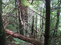 GRSM Accuracy Assessment. Plot Code: GRSM_AA_0035_4