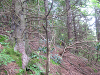 GRSM Accuracy Assessment. Plot Code: GRSM_AA_0525_6