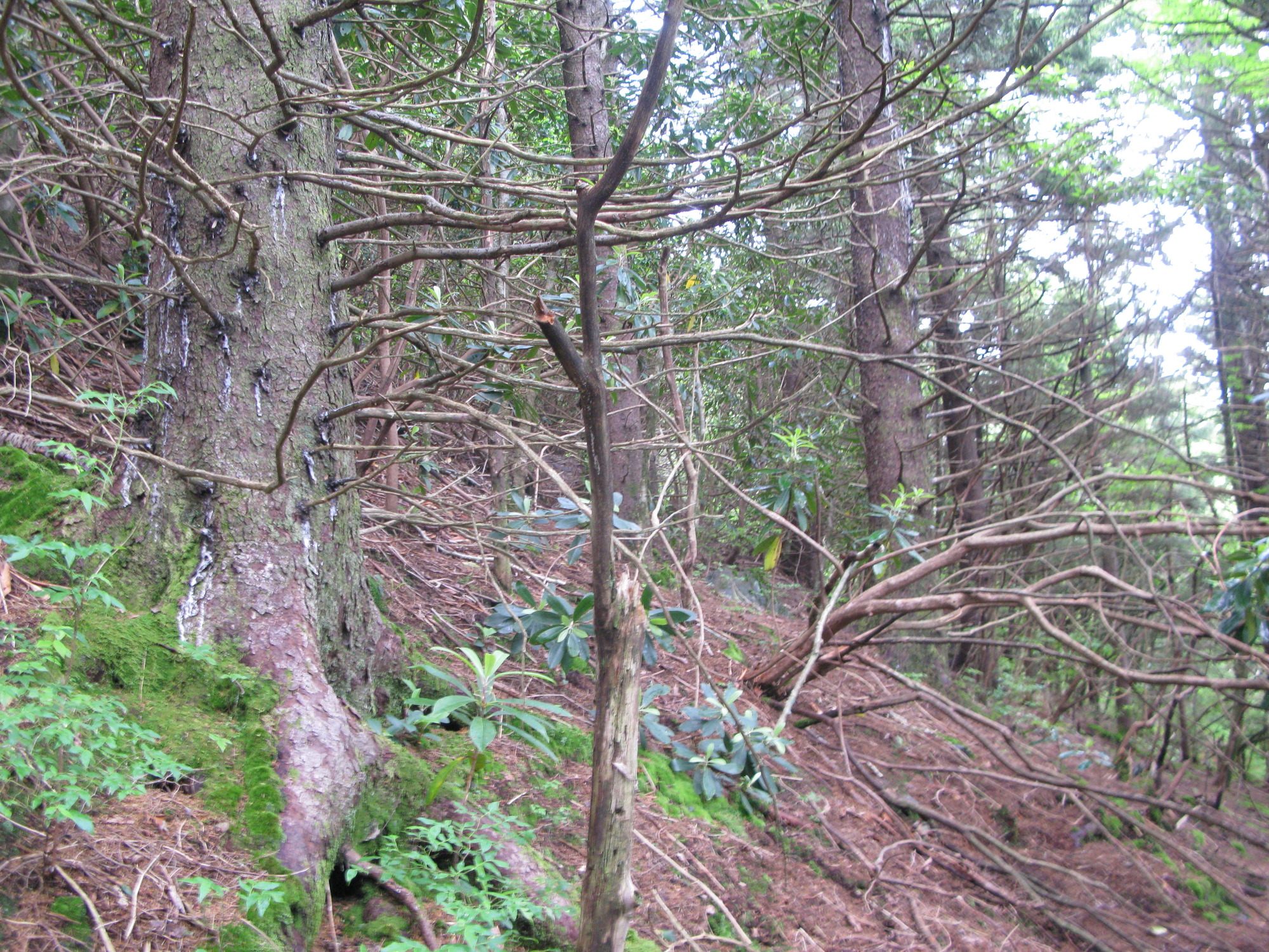 GRSM Accuracy Assessment. Plot Code: GRSM_AA_0525_6