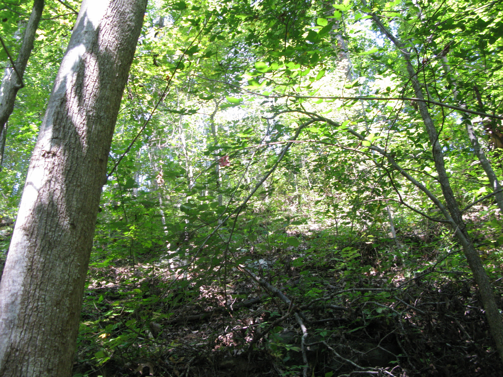 GRSM Accuracy Assessment. Plot Code: GRSM_AA_0047_2