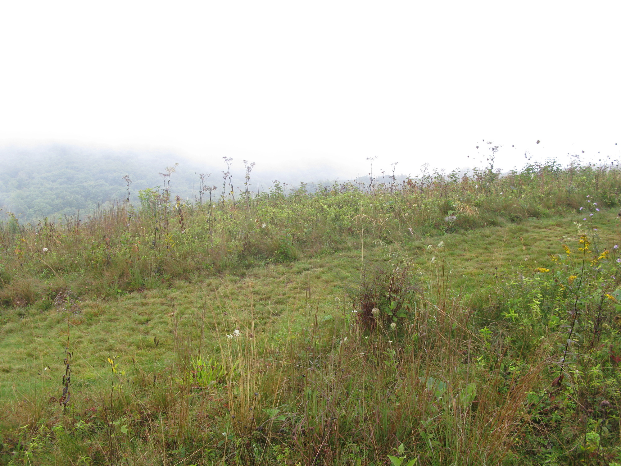 GRSM Accuracy Assessment. Plot Code: GRSM_AA_0096_5