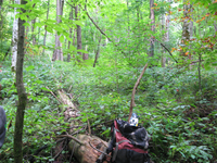 GRSM Accuracy Assessment. Plot Code: GRSM_AA_0665_4