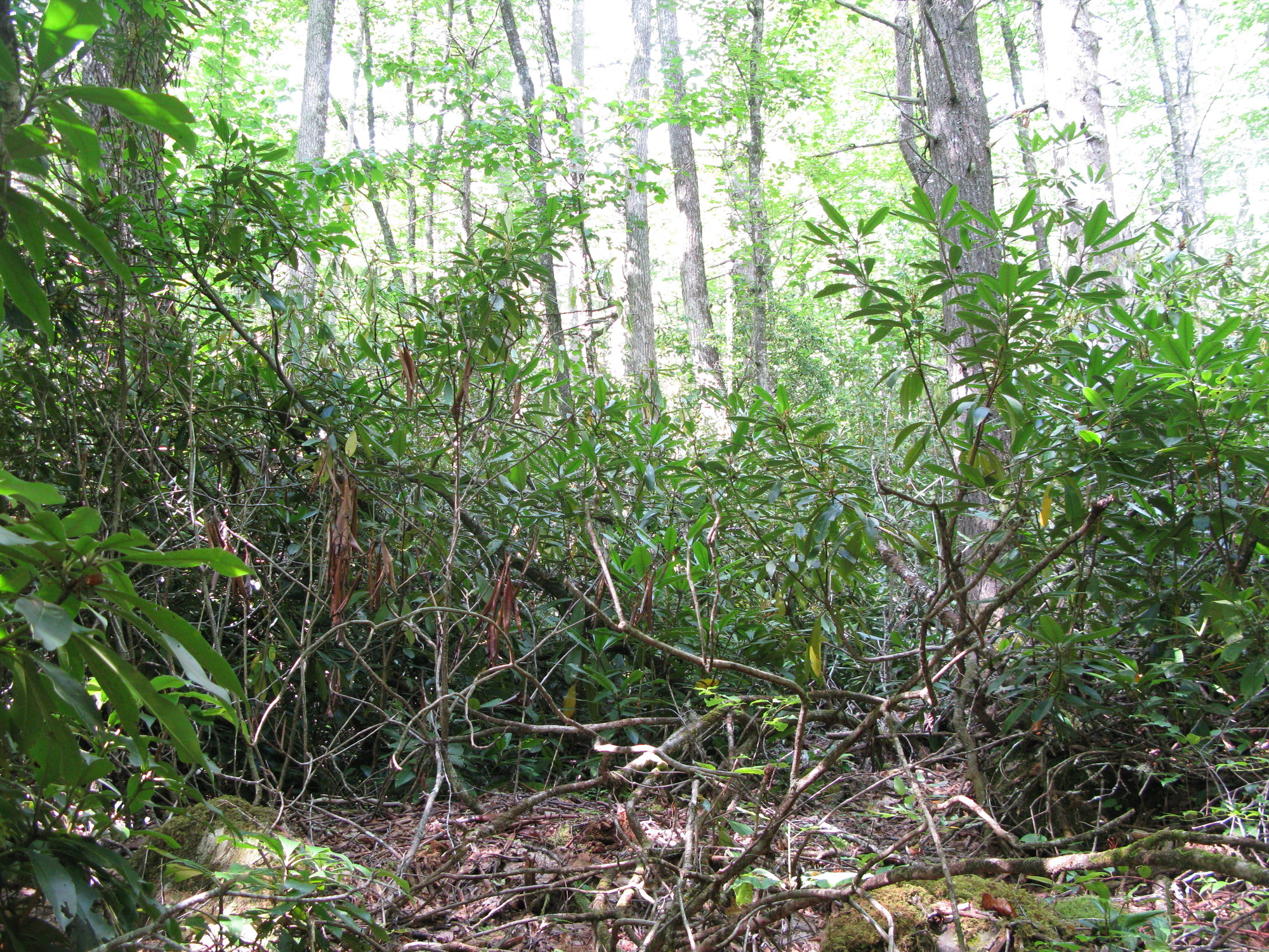 GRSM Accuracy Assessment. Plot Code: GRSM_AA_0198_2