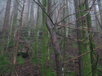 GRSM Accuracy Assessment. Plot Code: GRSM_AA_0676_3