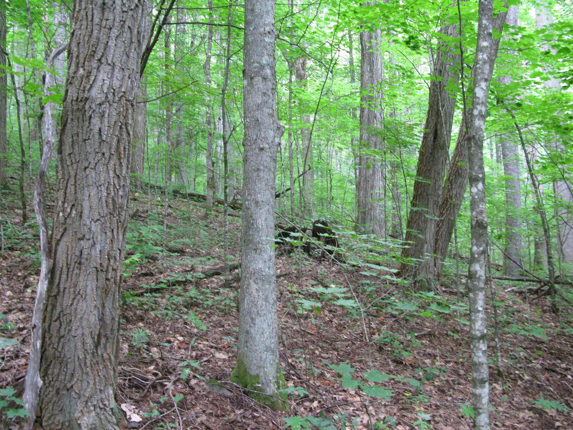 GRSM Accuracy Assessment. Plot Code: GRSM_AA_0040_2