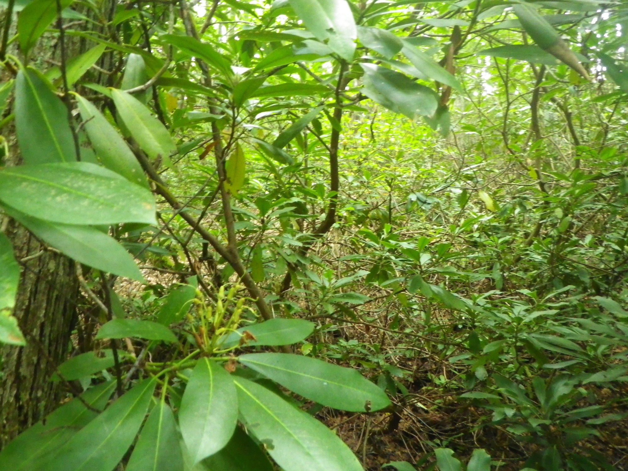 Plot Code: GRSM_AA_0486_3