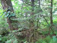 GRSM Accuracy Assessment. Plot Code: GRSM_AA_0081_3