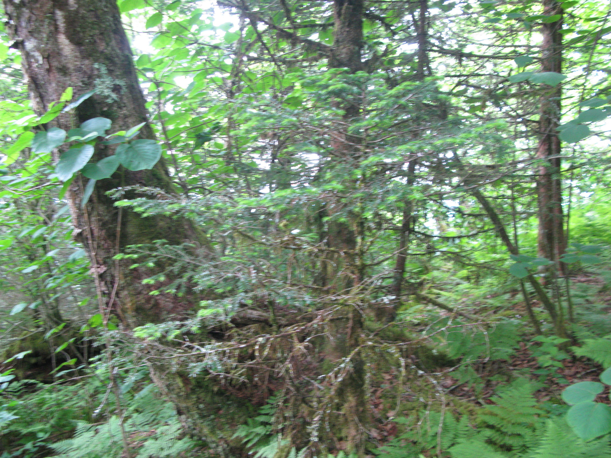 GRSM Accuracy Assessment. Plot Code: GRSM_AA_0081_3