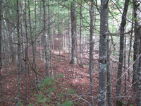 GRSM Accuracy Assessment. Plot Code: GRSM_AA_0609_2