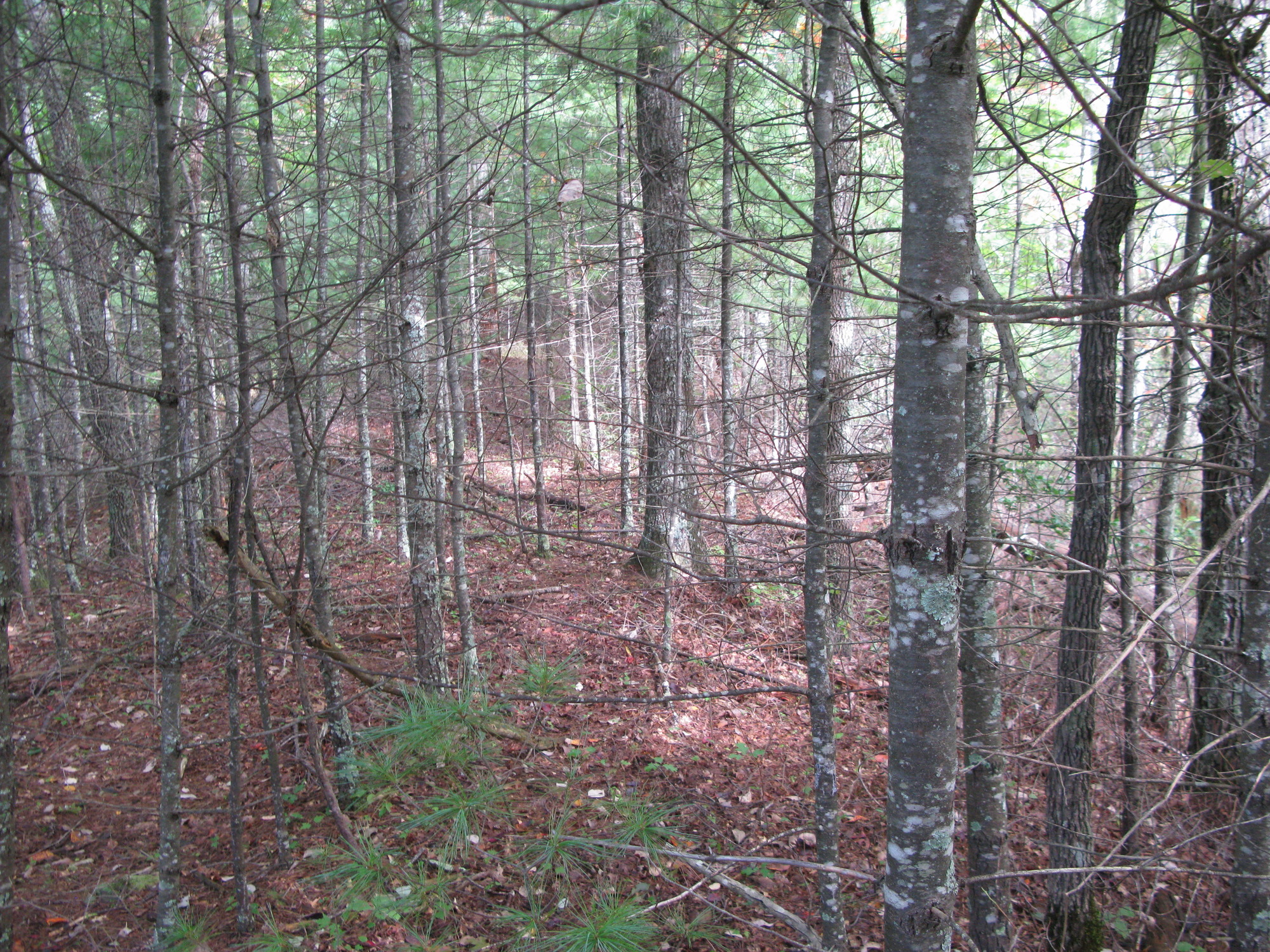 GRSM Accuracy Assessment. Plot Code: GRSM_AA_0609_2