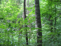 GRSM Accuracy Assessment. Plot Code: GRSM_AA_0021_5