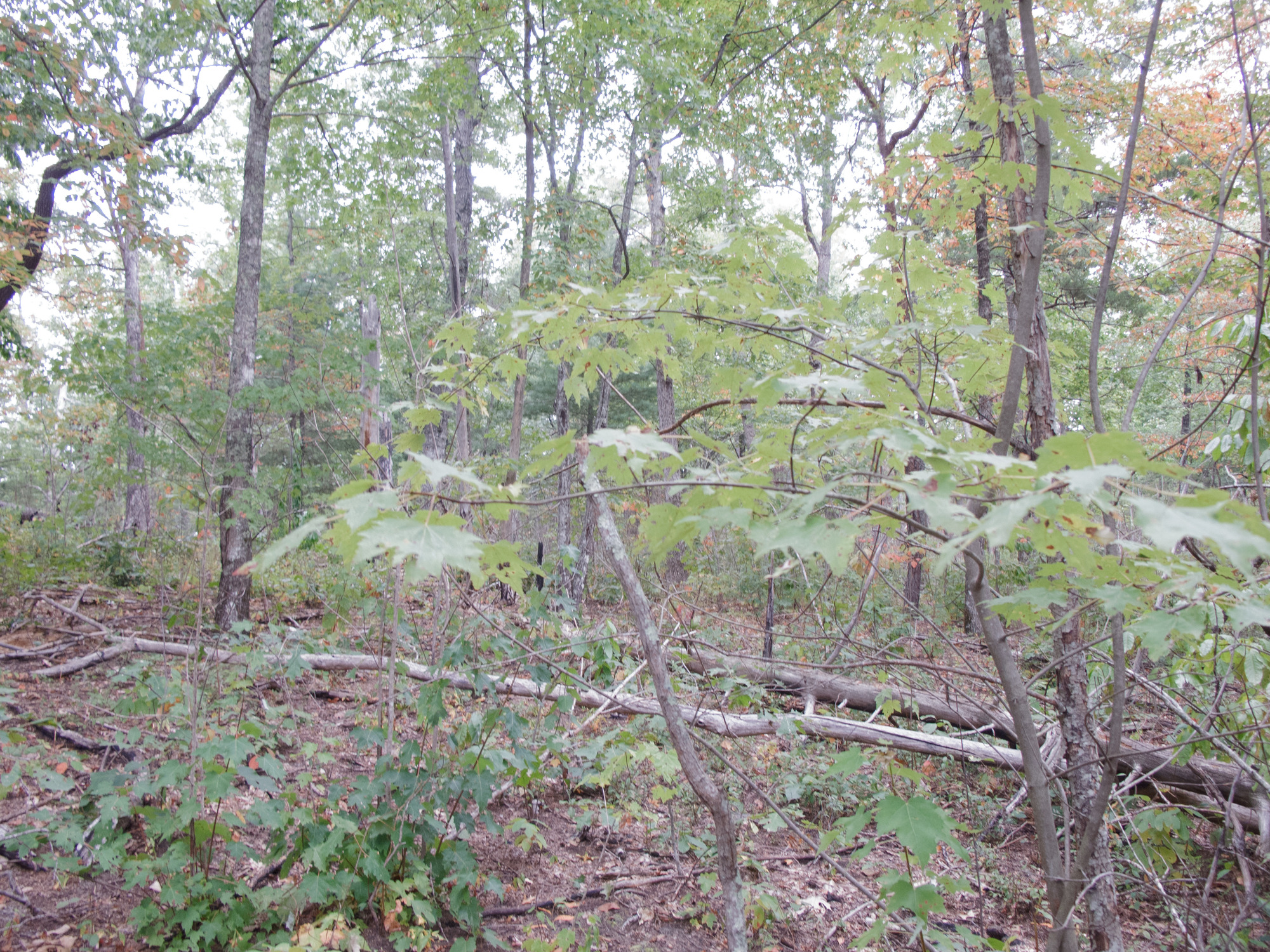 GRSM Accuracy Assessment. Plot Code: GRSM_AA_0898_2