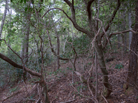 GRSM Accuracy Assessment. Plot Code: GRSM_AA_0915_2