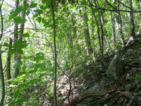 GRSM Accuracy Assessment. Plot Code: GRSM_AA_0136_5