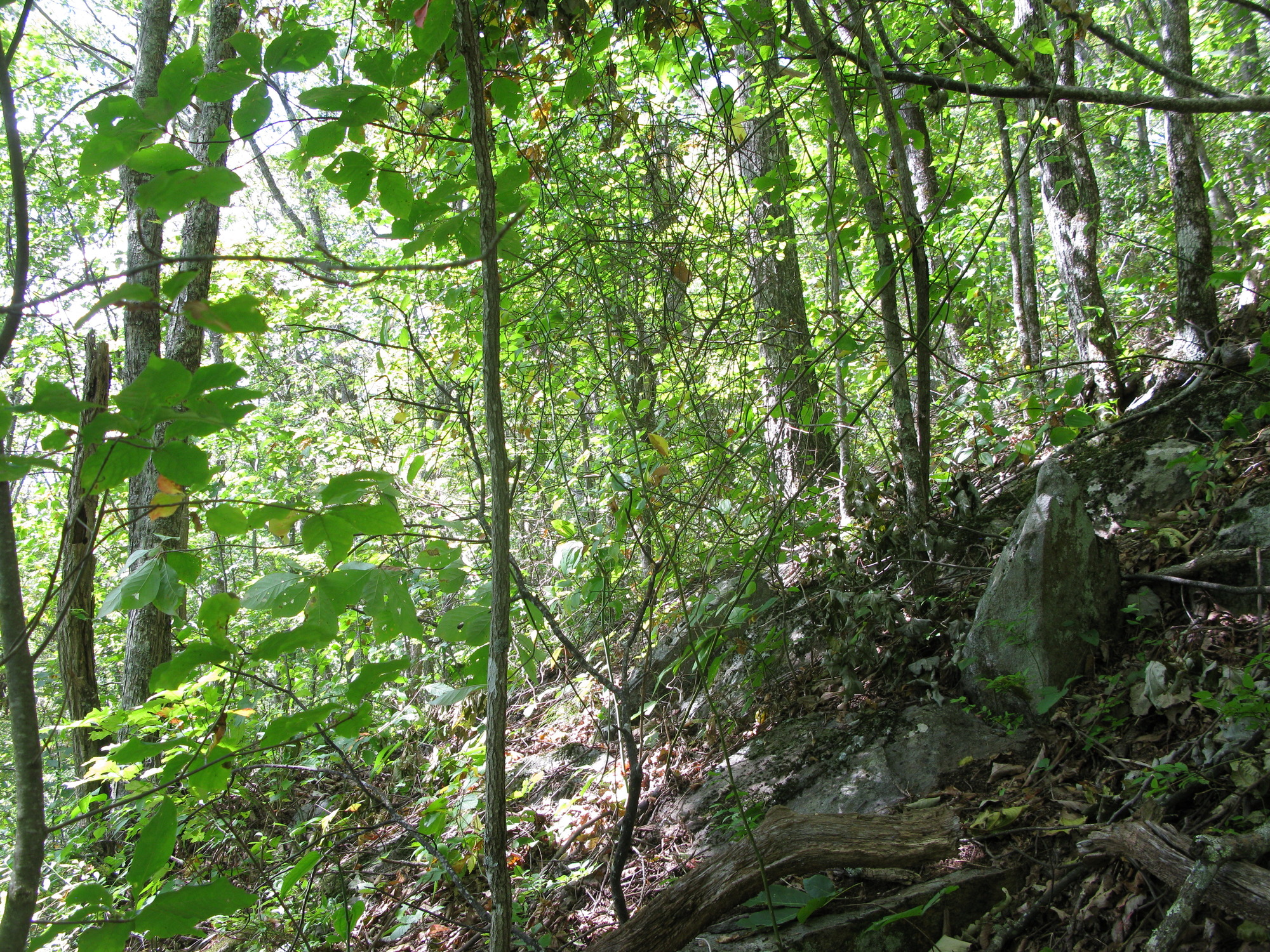 GRSM Accuracy Assessment. Plot Code: GRSM_AA_0136_5