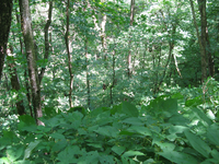 GRSM Accuracy Assessment. Plot Code: GRSM_AA_0852_3