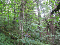 GRSM Accuracy Assessment. Plot Code: GRSM_AA_0874_6