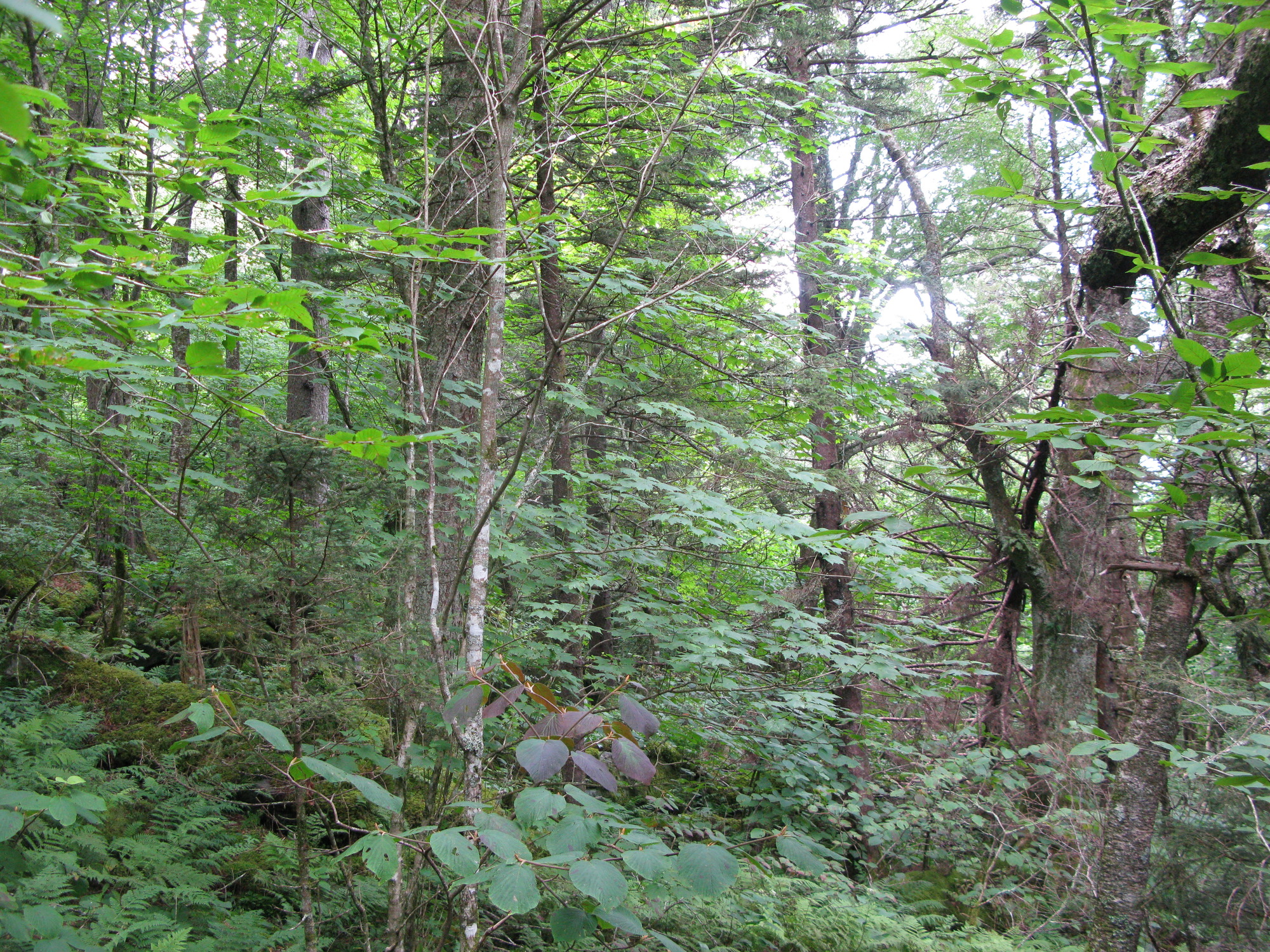 GRSM Accuracy Assessment. Plot Code: GRSM_AA_0874_6