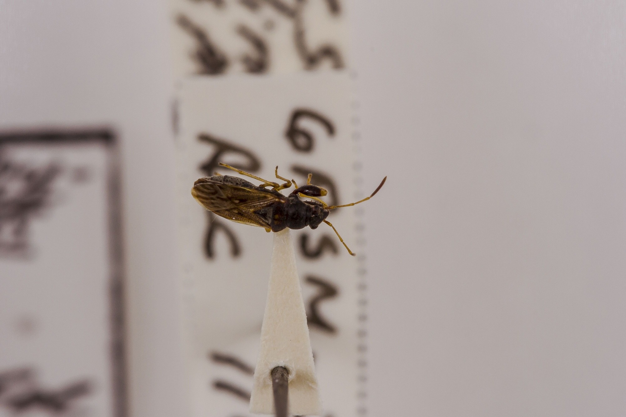 Image of Pseudopachybrachius vinctus, a species of Animalia