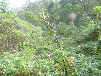 GRSM Accuracy Assessment. Plot Code: GRSM_AA_0528_6