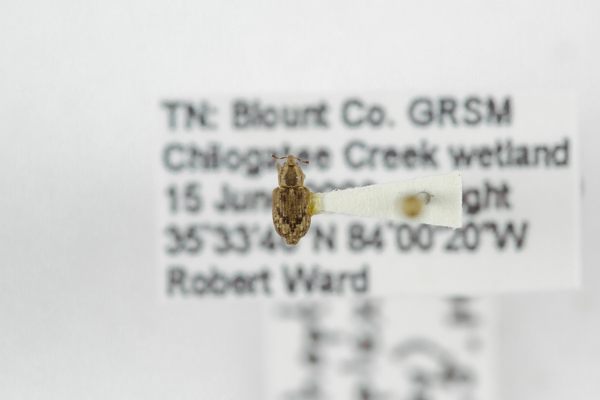 Image of Lissorhoptrus simplex, a species of Animalia