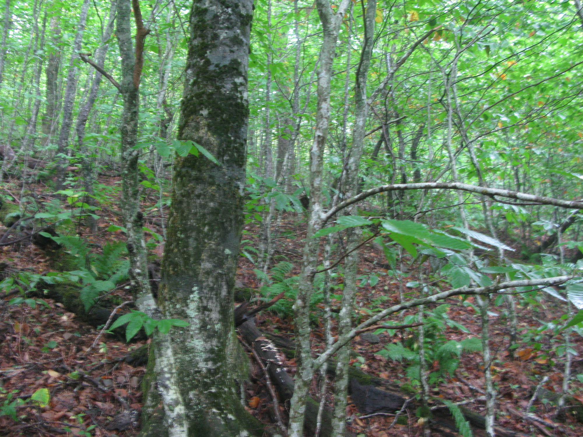 GRSM Accuracy Assessment. Plot Code: GRSM_AA_0358_4