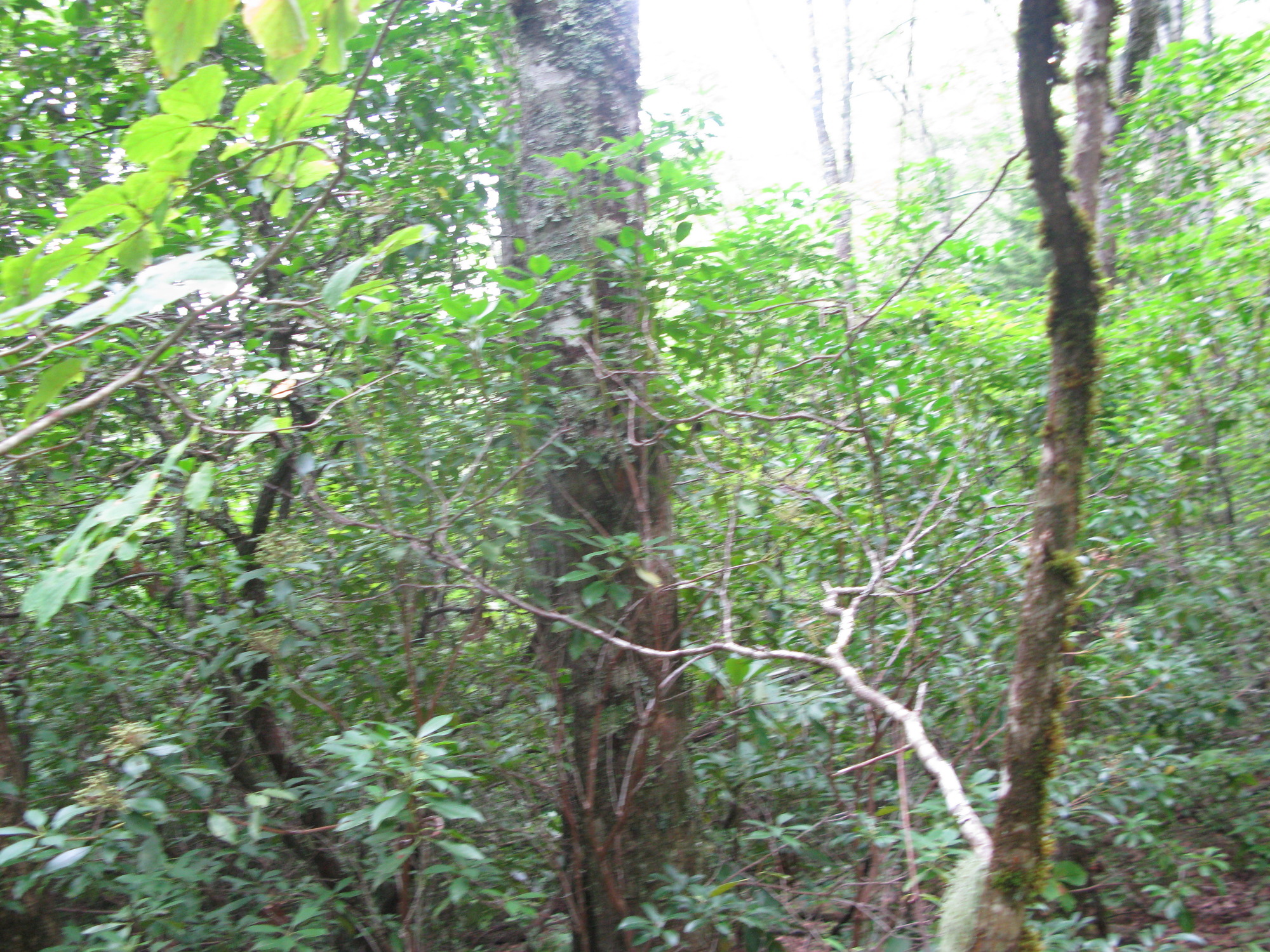 GRSM Accuracy Assessment. Plot Code: GRSM_AA_0050_5