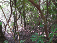 GRSM Accuracy Assessment. Plot Code: GRSM_AA_0367_5