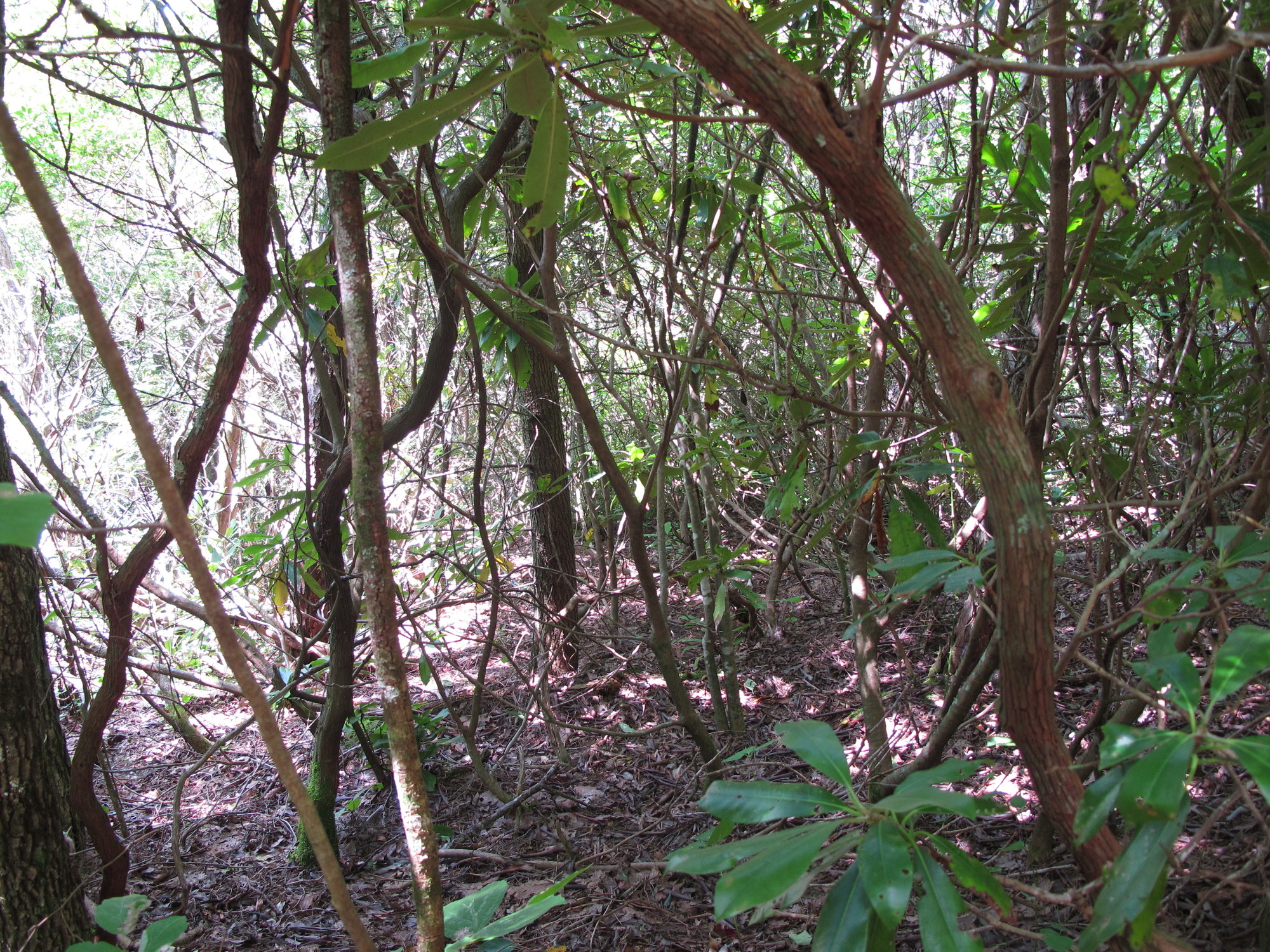 GRSM Accuracy Assessment. Plot Code: GRSM_AA_0367_5