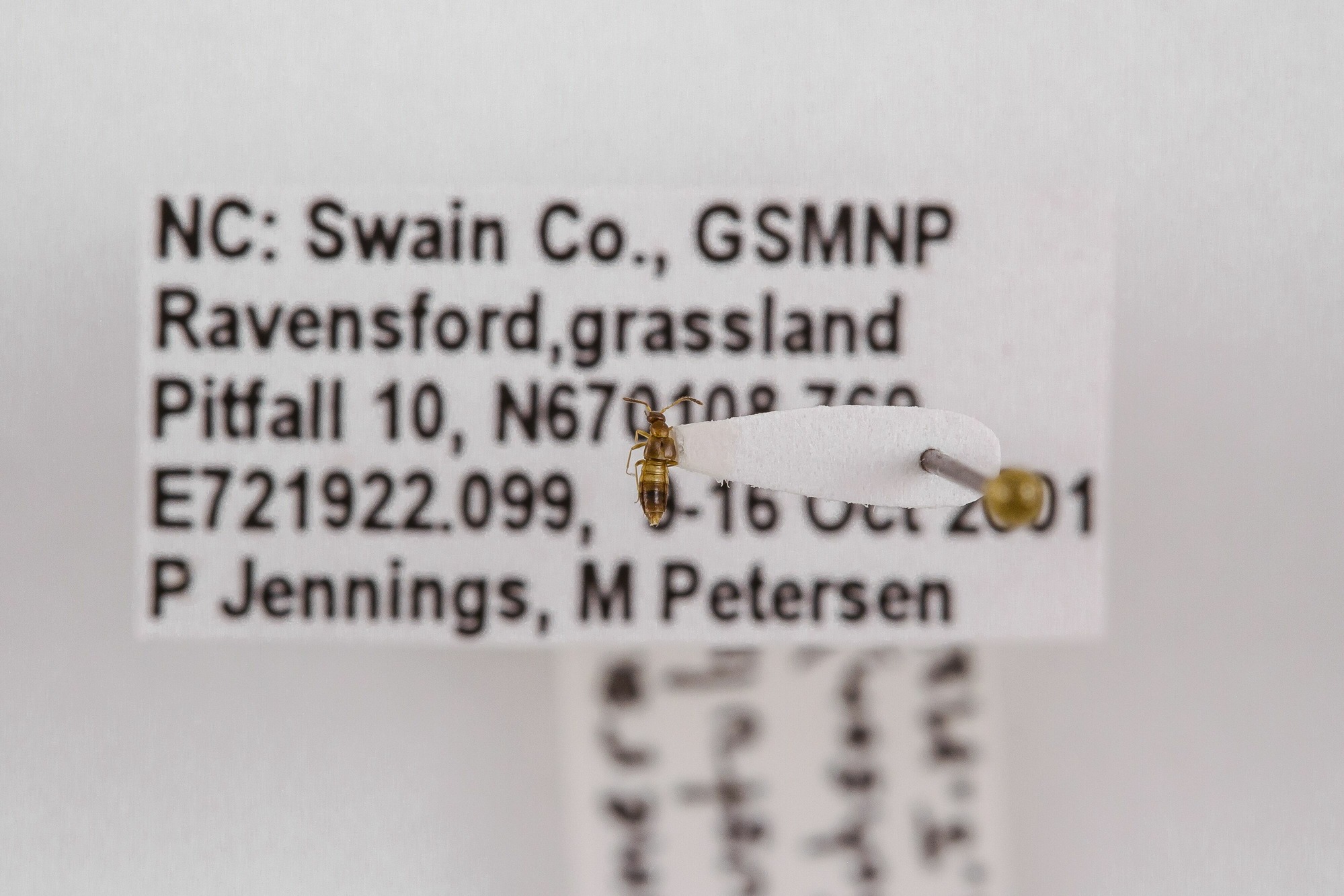 Image of Meronera venustula, a species of Animalia