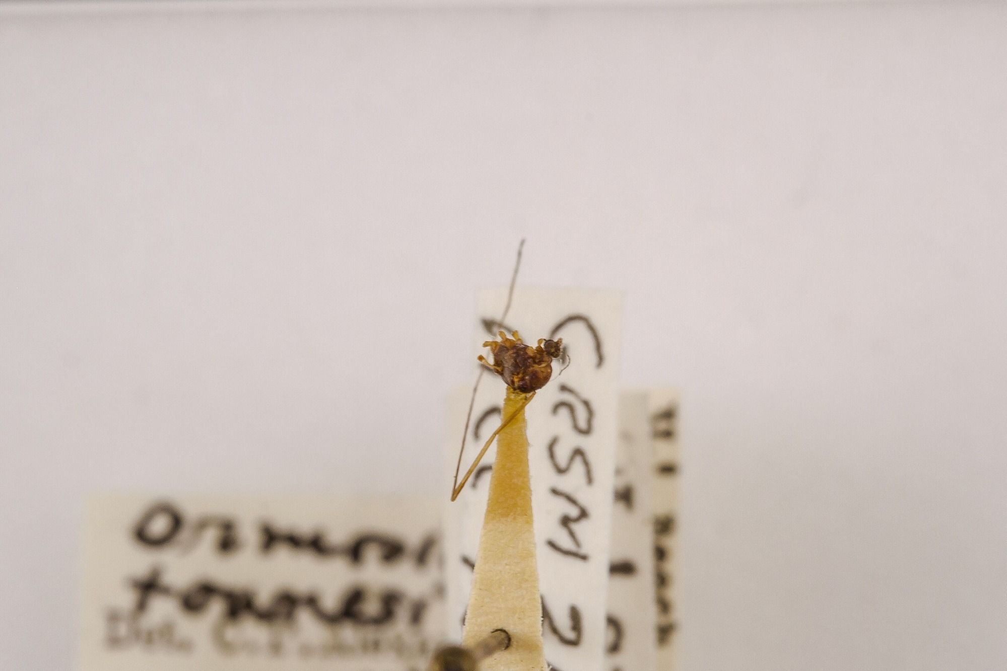 Image of Ormosia townesi, a species of Animalia