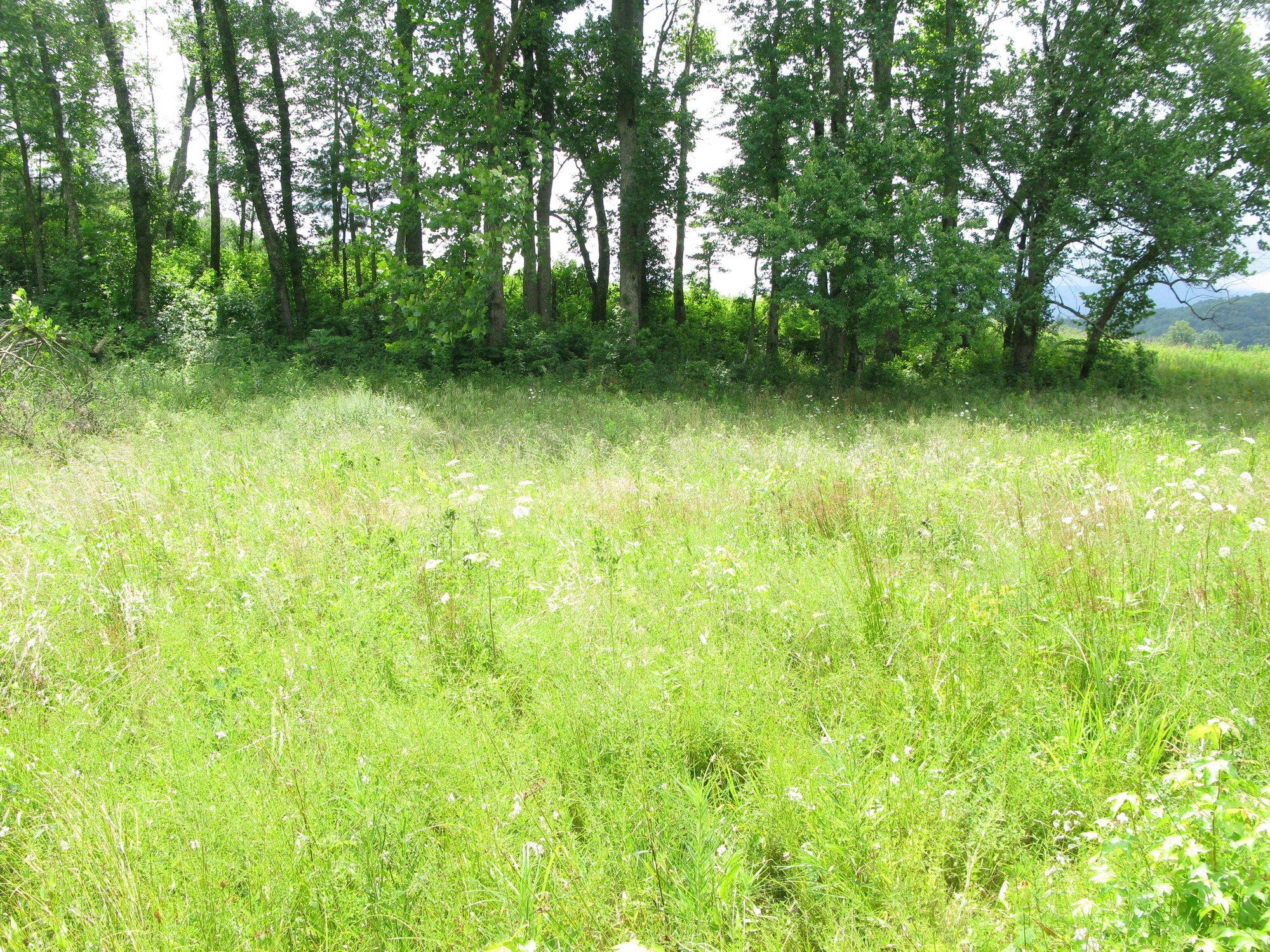 GRSM Accuracy Assessment. Plot Code: GRSM_AA_0833_4