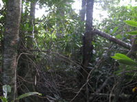 GRSM Accuracy Assessment. Plot Code: GRSM_AA_0082_2