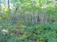 GRSM Accuracy Assessment. Plot Code: GRSM_AA_0252_4