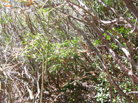 GRSM Accuracy Assessment. Plot Code: GRSM_AA_0316_6