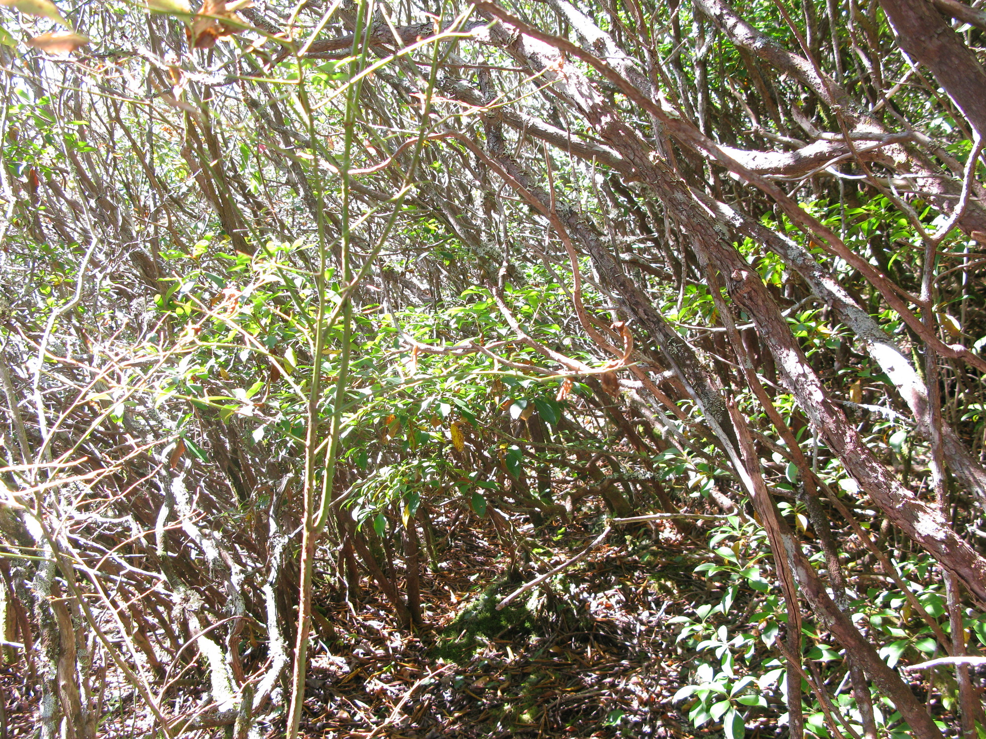 GRSM Accuracy Assessment. Plot Code: GRSM_AA_0316_6