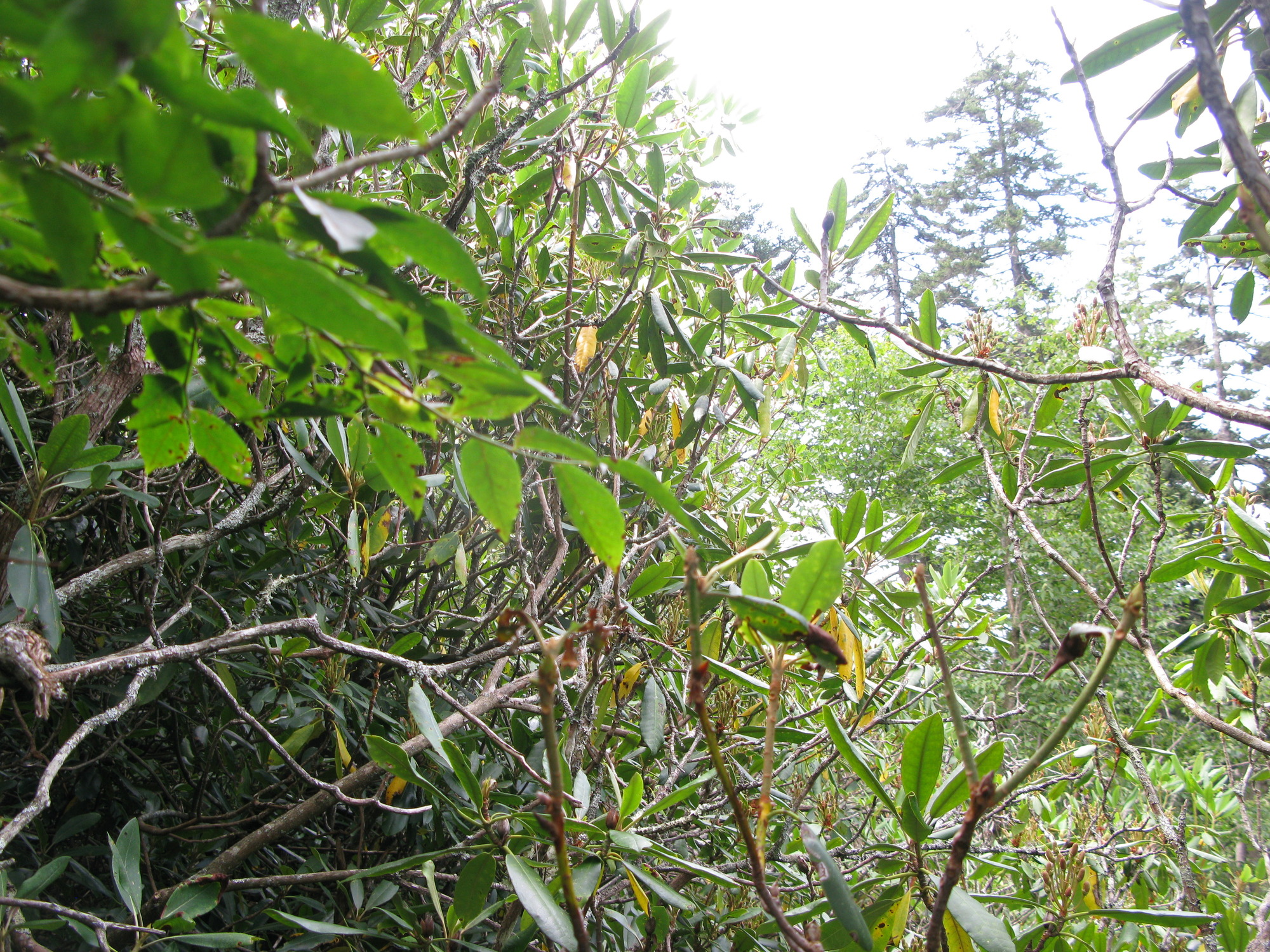 GRSM Accuracy Assessment. Plot Code: GRSM_AA_0835_4