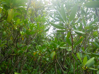 Plot Code: GRSM_AA_0611_3