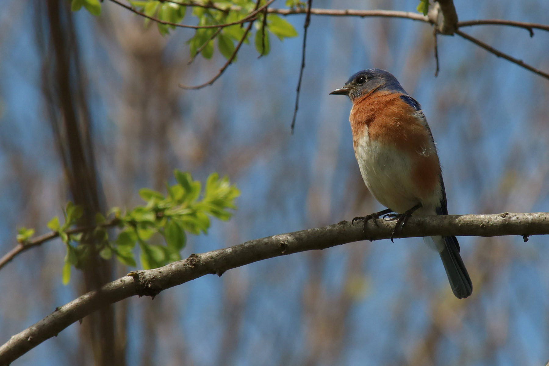 Image of Sialia sialis, a species of Bird