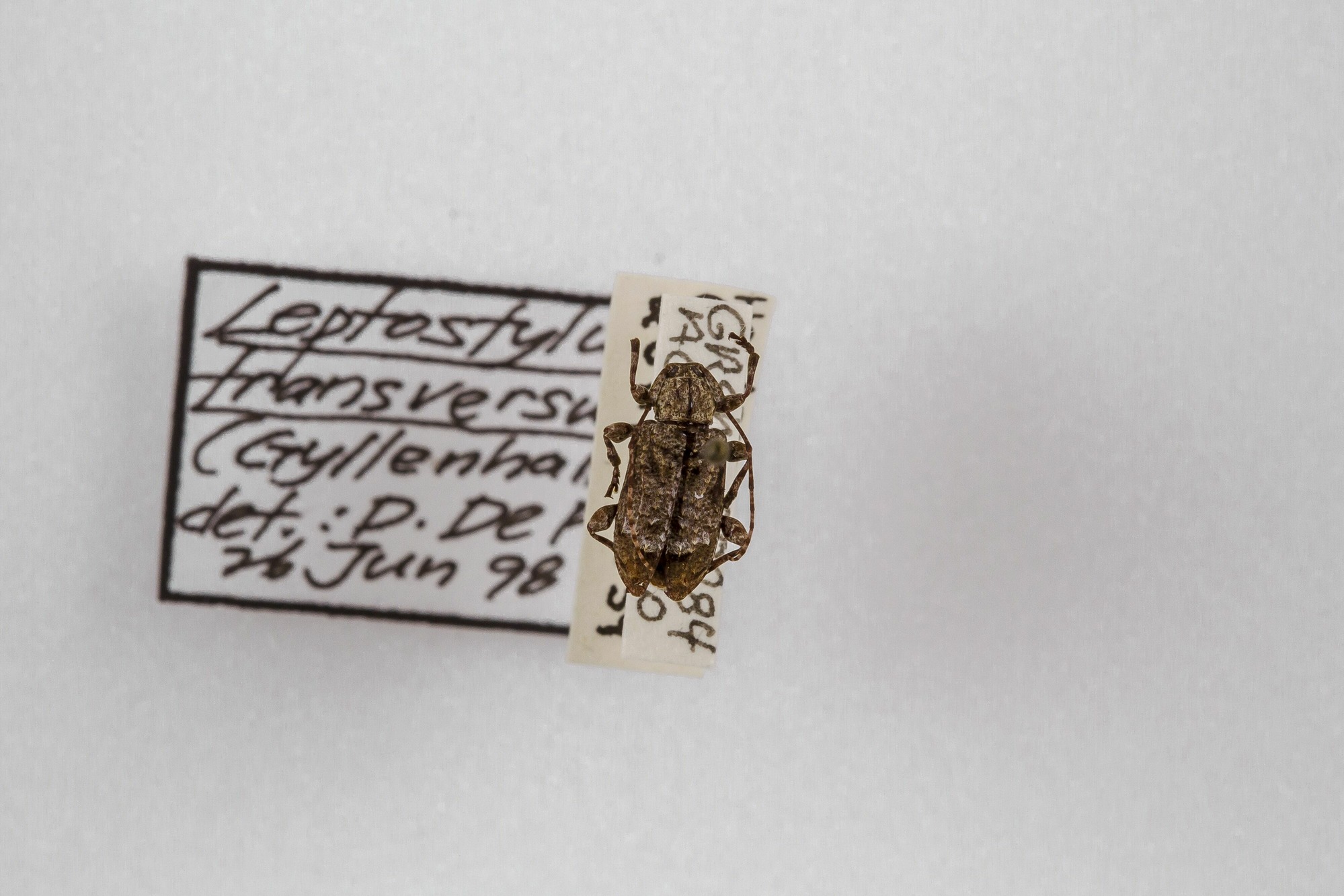 Image of Leptostylus transversus, a species of Insect