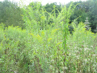 GRSM Accuracy Assessment. Plot Code: GRSM_AA_0053_4