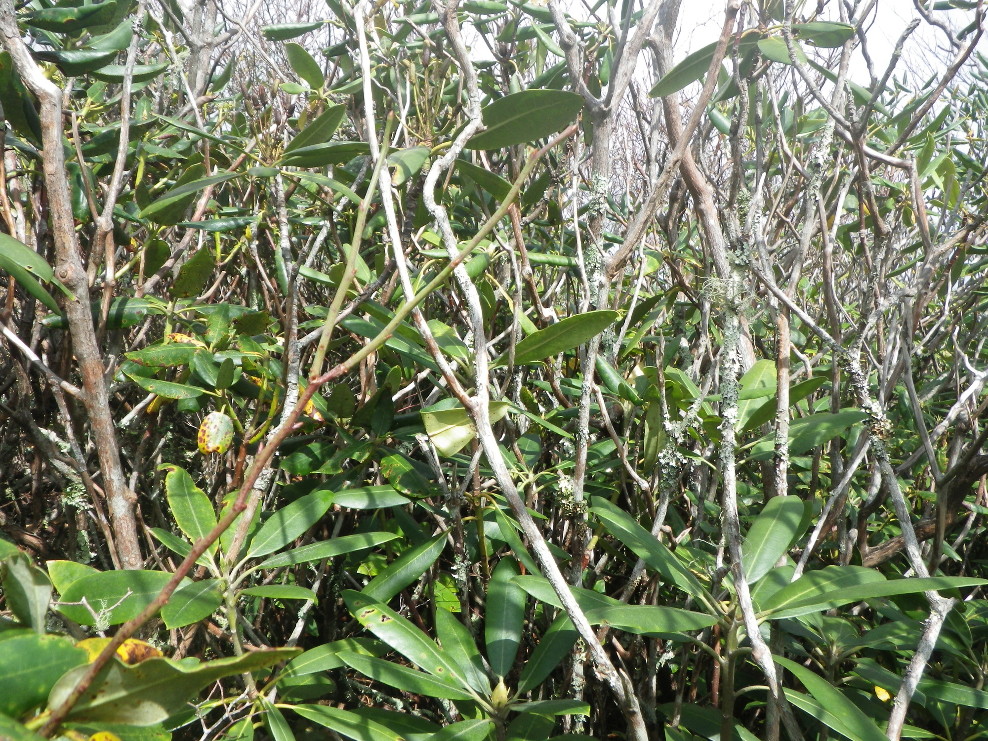 GRSM Accuracy Assessment. Plot Code: GRSM_AA_0109_2